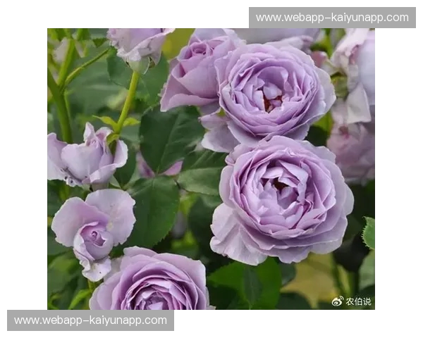 北加州王座之争：当萨克拉门托的紫色极光撞上金州的蓝色风暴